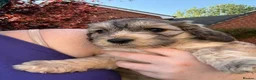 Cockapoo dogs for sale: 6 Gorgeous F1 Cockapoo puppies!!  - Advert 9