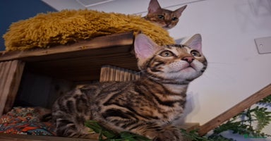 Bengal cats - Advert 11