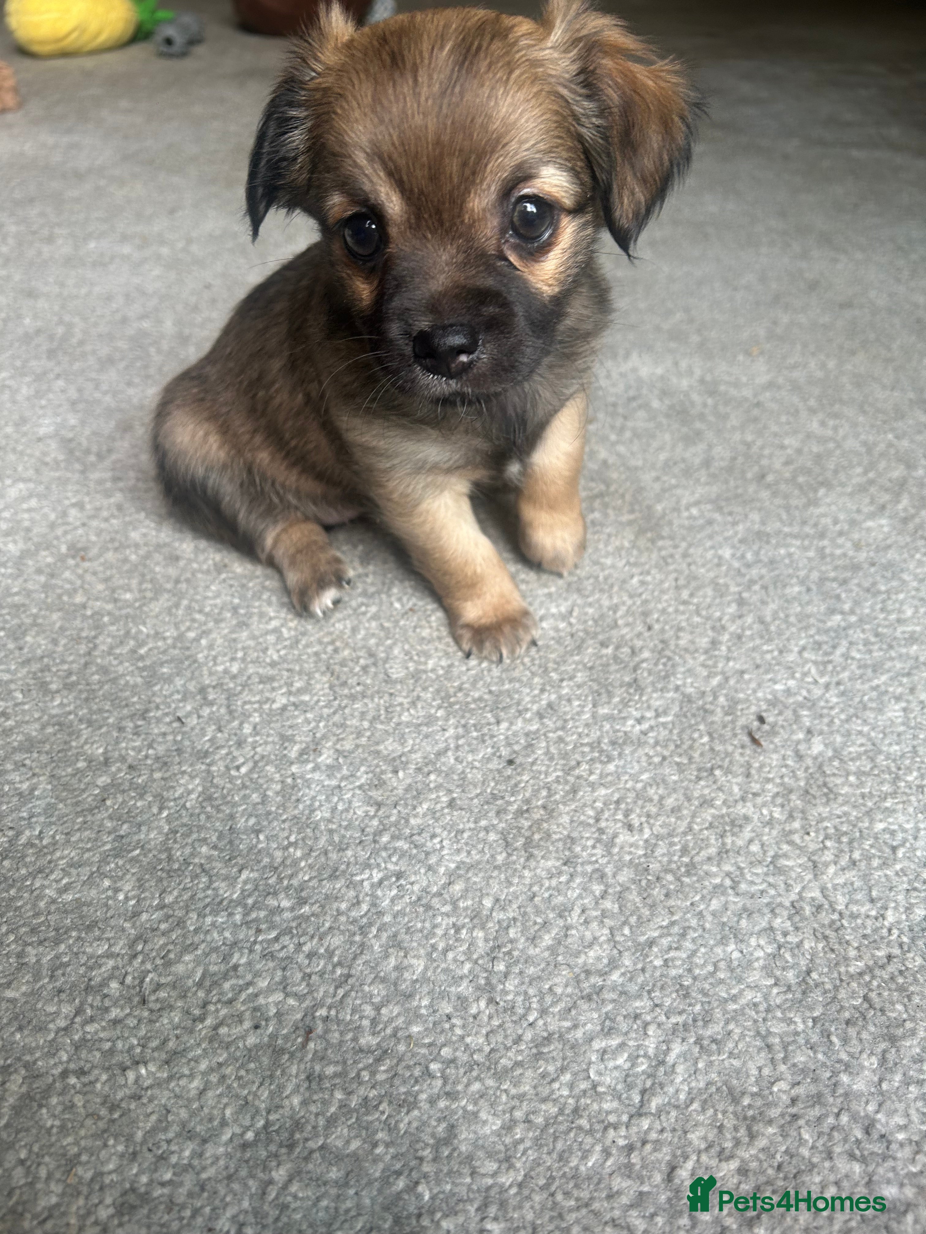 Chorkie dogs Outstanding Chorkie Puppies 🐶  - Advert 2