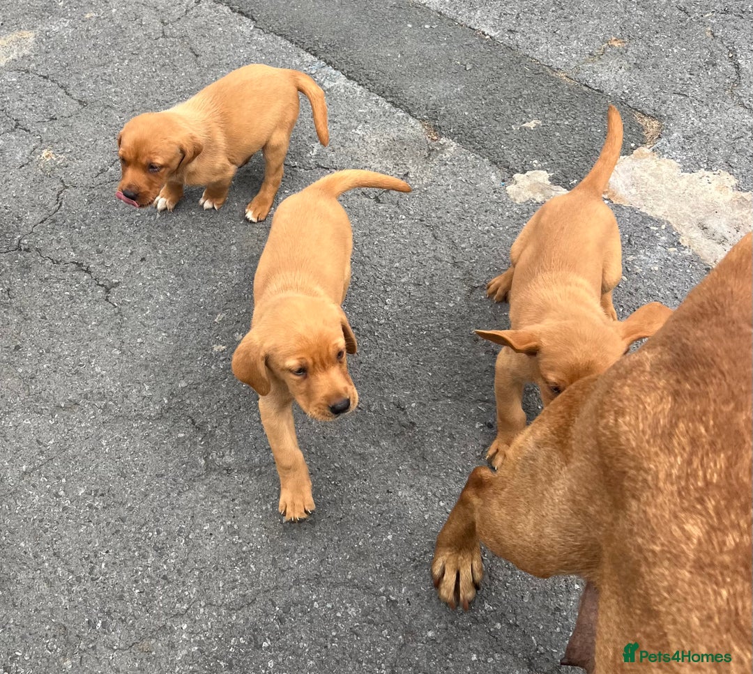 Labrador Retriever dogs for sale: Last 2 lab pups kc/ health tested parents  - Image 5