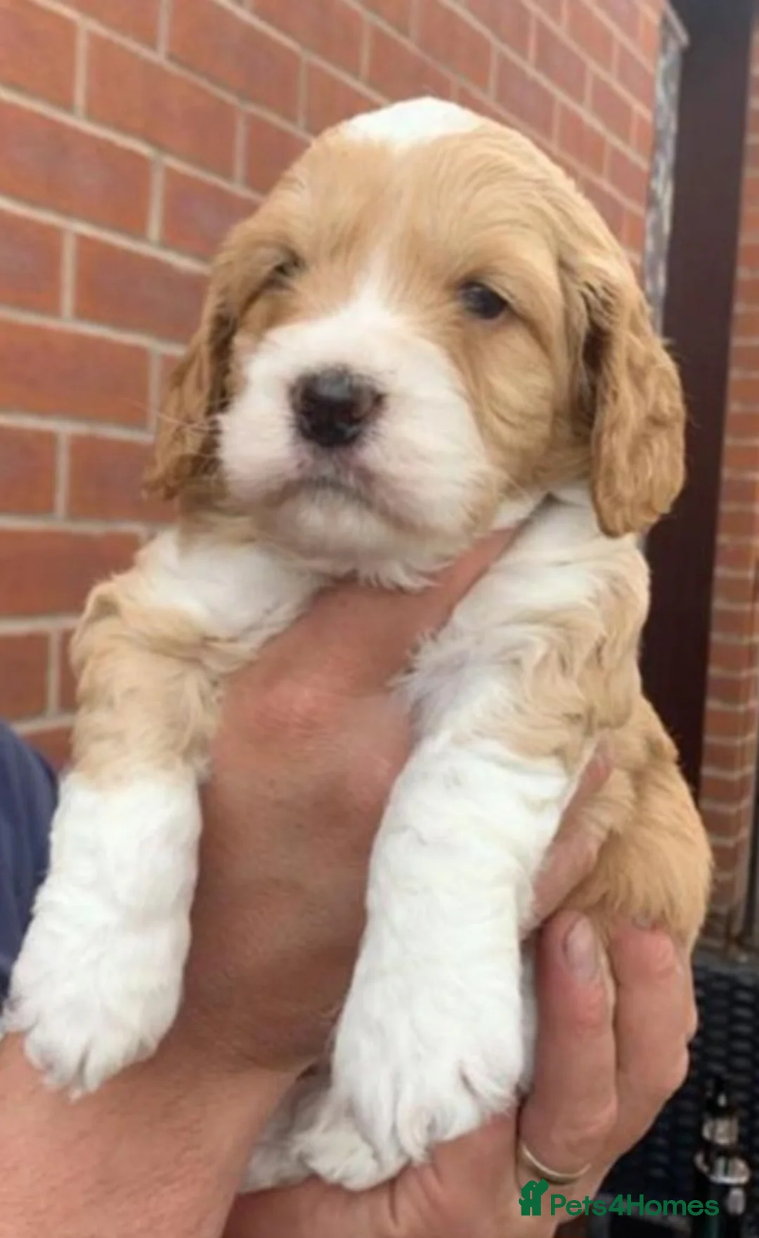 Cockapoo dogs for stud: Proven F1 cockerpoo for Stud in Sutton-in-Ashfield - Advert 9