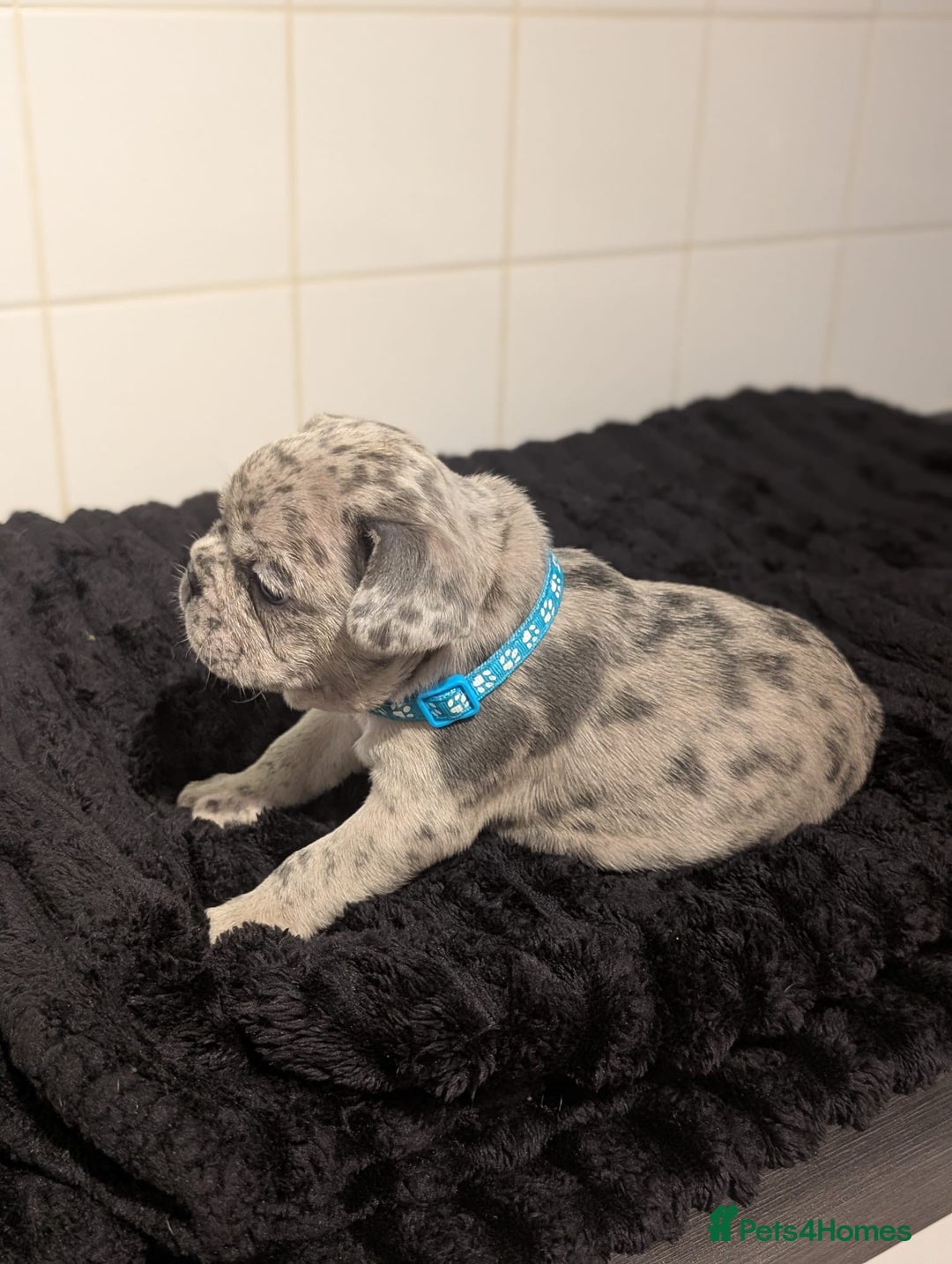 French Bulldog dogs for sale: 6 lovely French bulldog puppies  - Advert 5