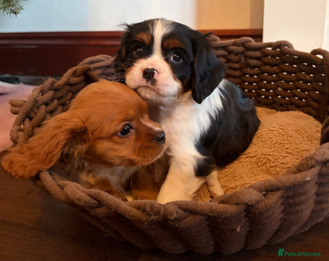 Cavalier King Charles Spaniel dogs for sale: Gorgeous Cavalier King Charles Spaniel Boys - Advert 14
