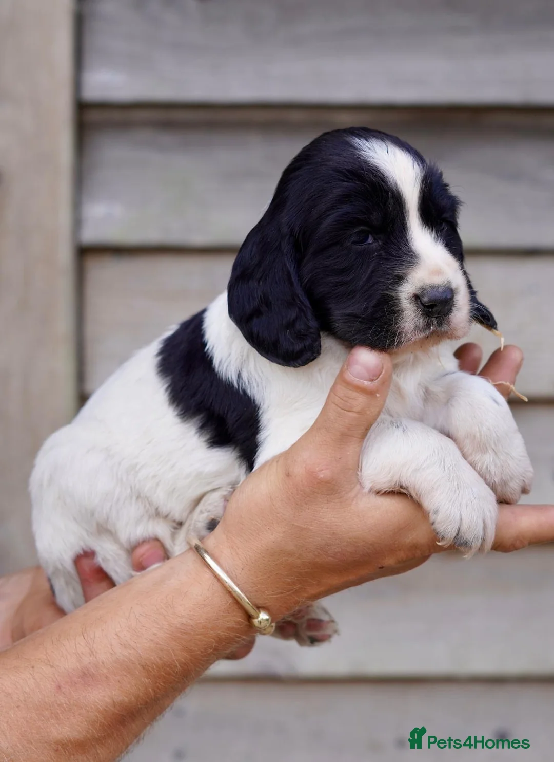 Springador dogs for sale: Beautiful Puppies For Sale  in Henfield - Advert 12