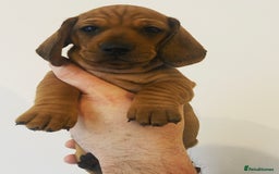 Dachshund dogs for stud: Kc registered standard smooth stud  in Newton Abbot - Image 29