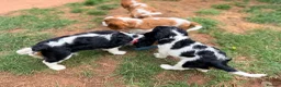 Cavalier King Charles Spaniel dogs for sale: Beautiful KC Reg Cavalier Puppies - Advert 12