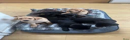 Labrador Retriever dogs for sale: Black & Fox Red KC Labrador Puppies - Advert 2