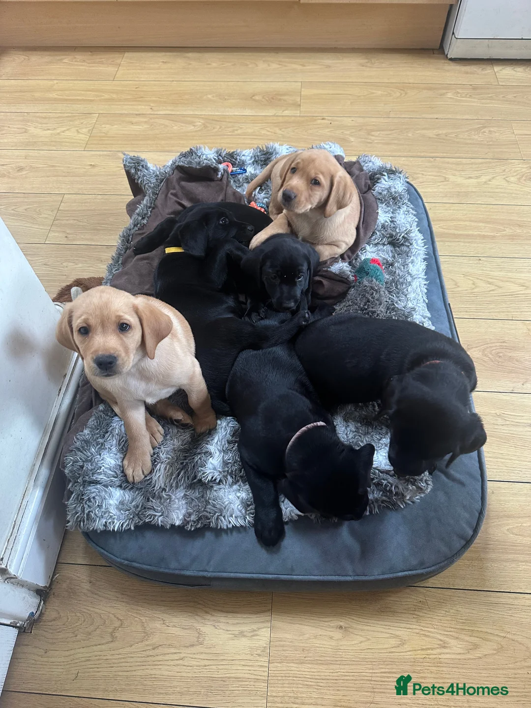 Labrador Retriever dogs for sale: Black & Fox Red KC Labrador Puppies - Advert 2