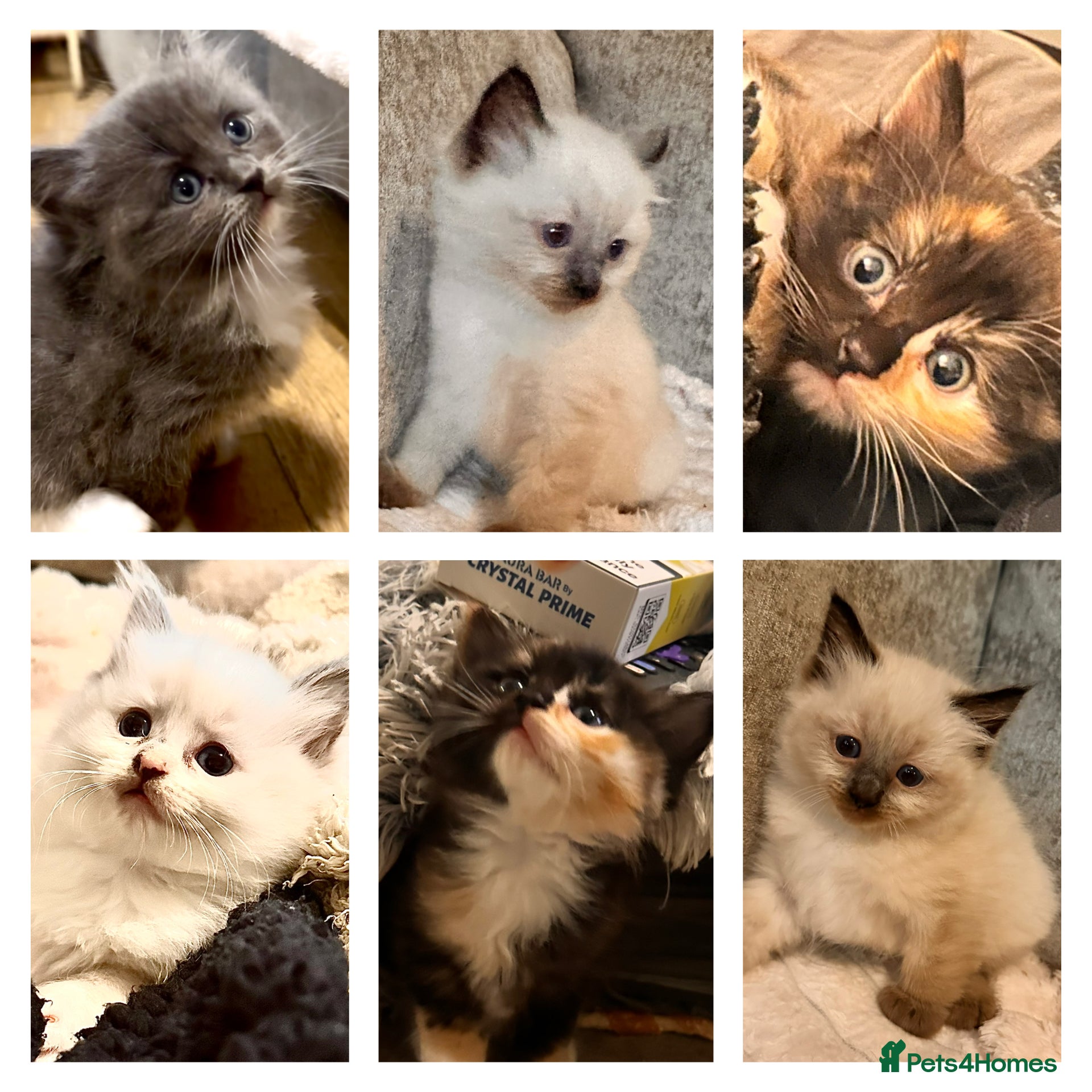 Ragdoll cats Calico Ragdoll Kittens - Advert 3