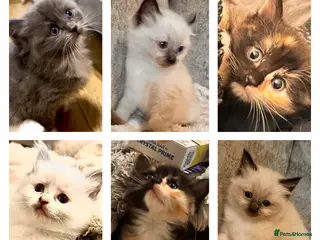 Ragdoll cats Calico Ragdoll Kittens - Advert 3