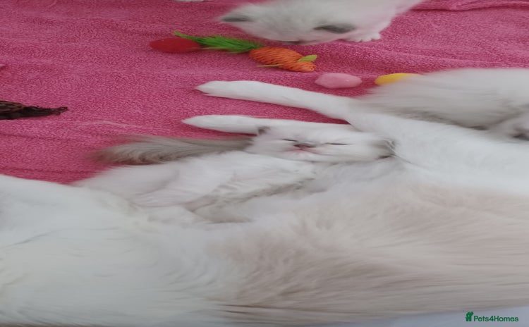 Ragdoll cats - Advert 7