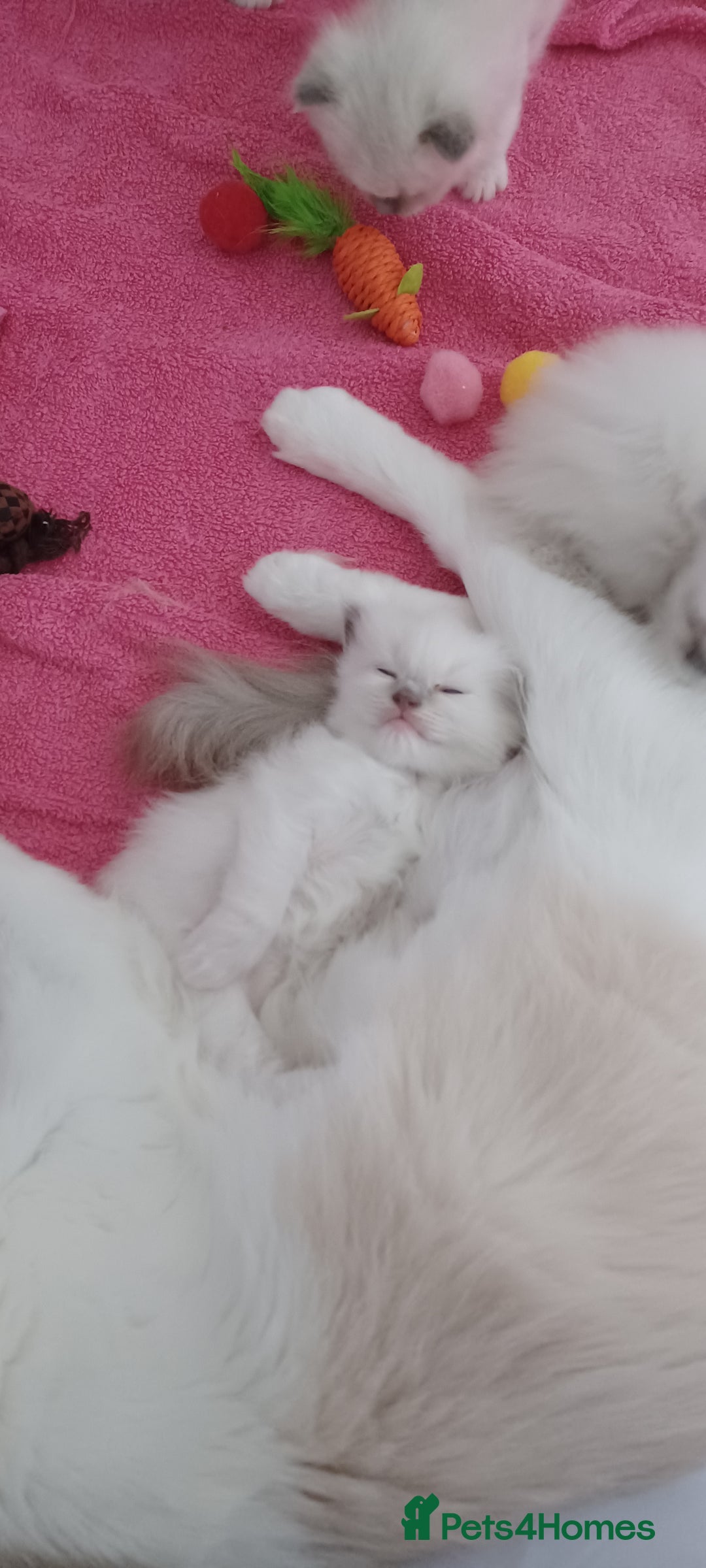 Ragdoll cats for sale: Blue mitted ragdoll kittens - Image 1