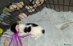 Mixed Breed dogs for sale: Papillon x collie - Image 7