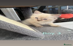 Ragdoll cats for sale: *STUNNING* litter of full ragdoll kittens  - Image 6