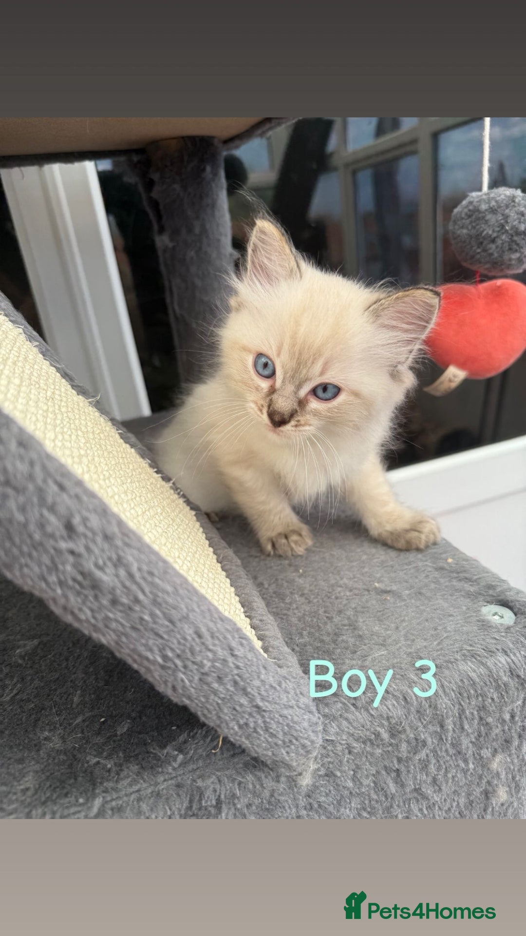 Ragdoll cats for sale: *STUNNING* litter of full ragdoll kittens  - Image 6