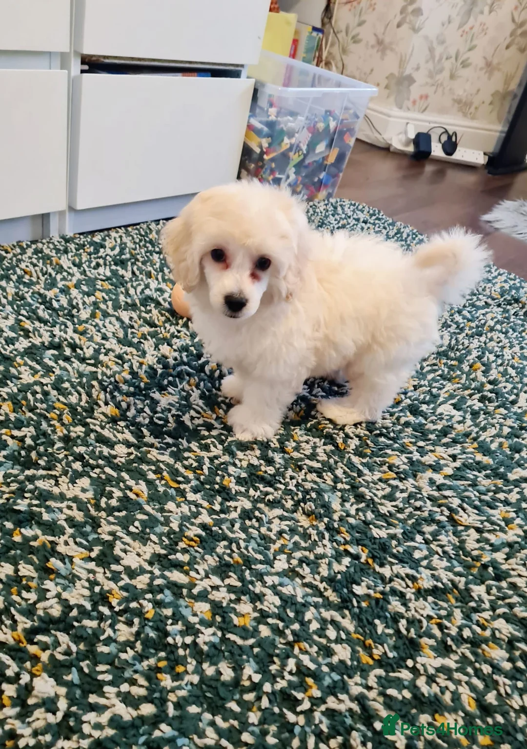 Maltipoo dogs for sale: Gorgeous maltipoo puppy  - Advert 2