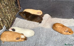 Guinea Pig rodents for sale: Guinea pigs  - Image 6