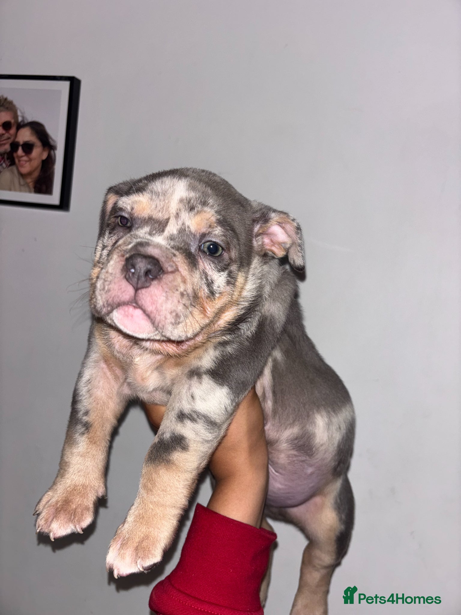American Bully dogs Pocket bully puppies  - Advert 10