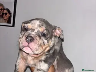 American Bully dogs Pocket bully puppies - Advert 1