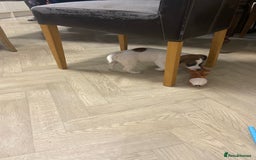 Jack Russell dogs for sale: Two girl puppies available  - Image 4