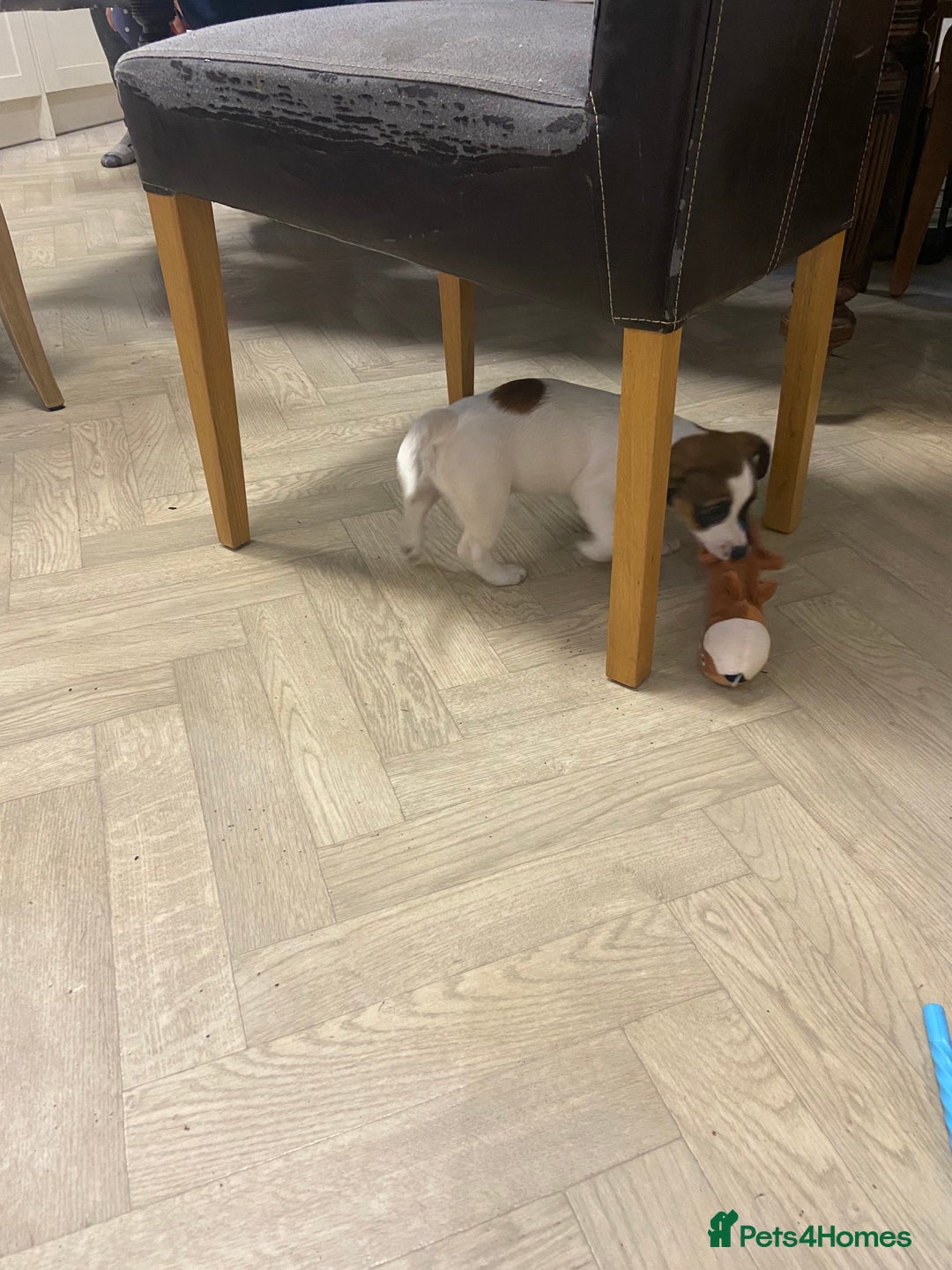 Jack Russell dogs for sale: Two girl puppies available  - Image 4