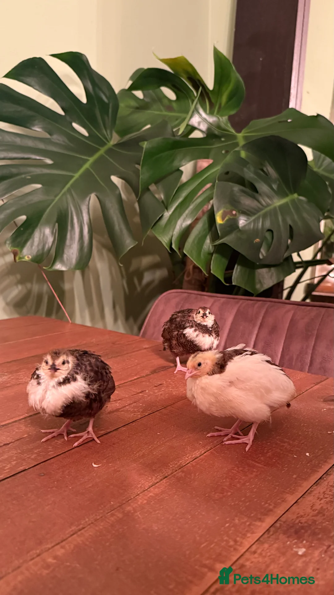 Quail poultry for sale: 🩵Celadon Coturnix quail chicks 💙 - Advert 3