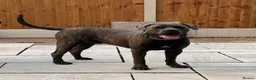 Cane Corso dogs for sale: Brutus(X-Man) World Winner line Cane Corso Puppies - Advert 16