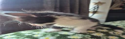 Mixed Breed cats for sale: Kittens Ready to Leave - Advert 6
