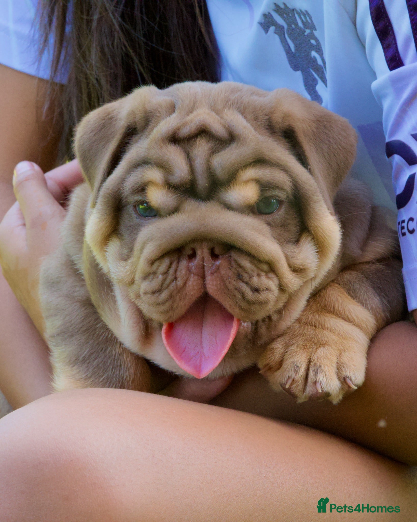 English Bulldog dogs EPIC BULLYZ PUPS - Advert 2