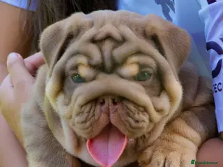 English Bulldog dogs EPIC BULLYZ PUPS - Advert 2
