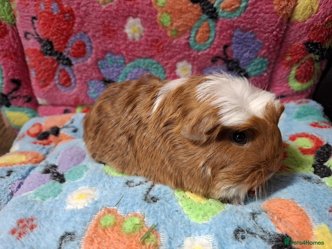 Guinea Pig rodents for sale: Baby Longhaired Boars /Merino/Texel/Coronet - Advert 4