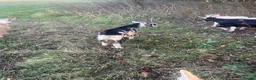 Goats livestock for sale: Goats - Advert 40