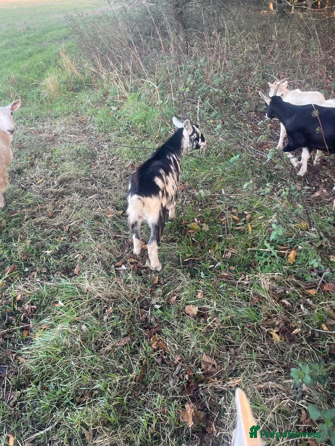 Goats livestock for sale: Goats - Advert 40