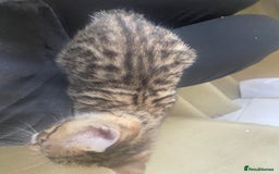Bengal cats for sale: 3 BengalX kittens  - Image 6