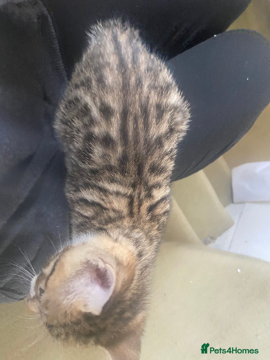 Bengal cats for sale: 3 BengalX kittens  - Image 6