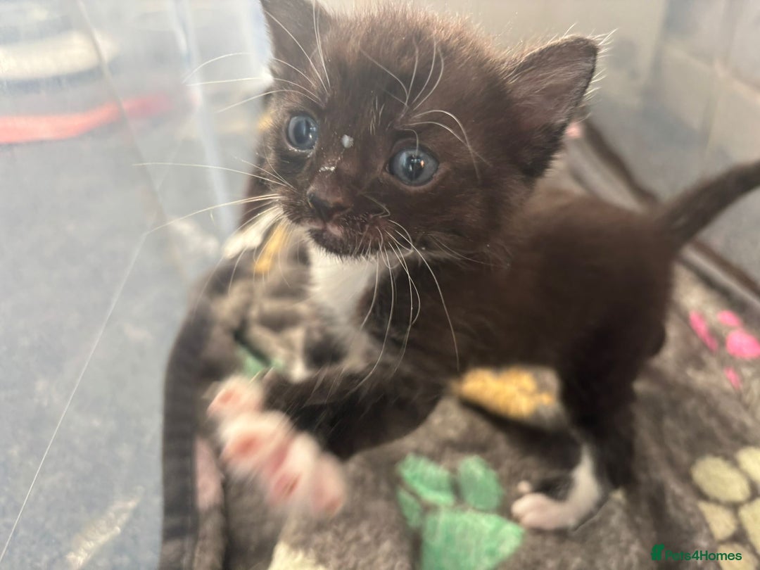 Domestic Shorthair cats for sale: Gorgeous kittens for sale. - Image 7