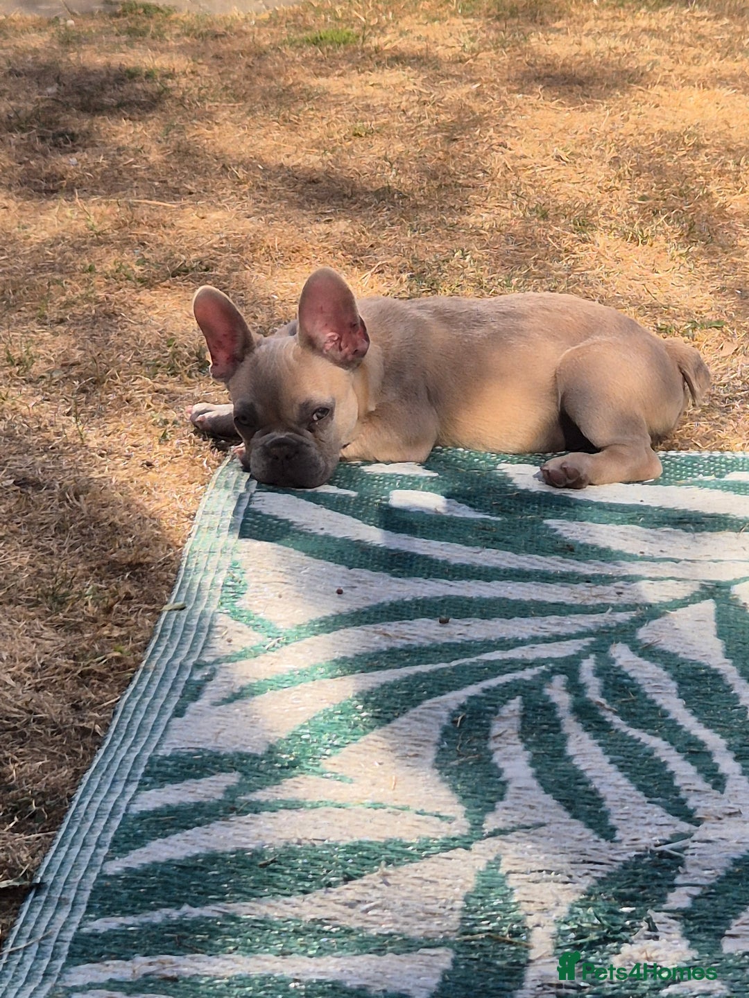 French Bulldog dogs for sale: French Bulldog ready to go - Image 4