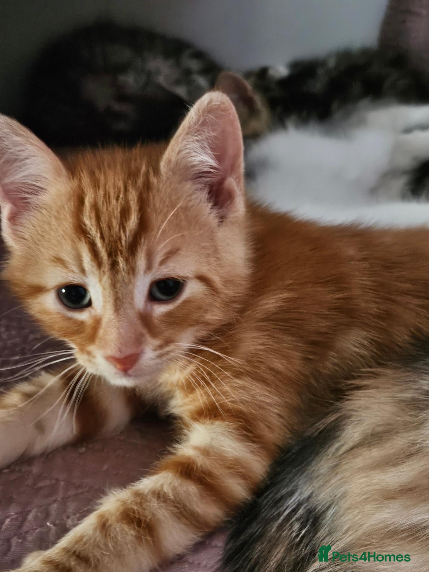 Siberian cats Half Siberian kitten, special offer this weekend.  - Advert 5