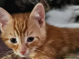 Siberian cats Half Siberian kitten, special offer this weekend. - Advert 5