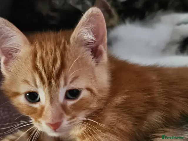 Siberian cats Stunning kittens ♥️ for someone special. - Advert 15