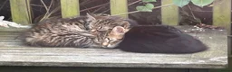 Mixed Breed cats for sale: A selection of bundles of fur !  - Advert 5