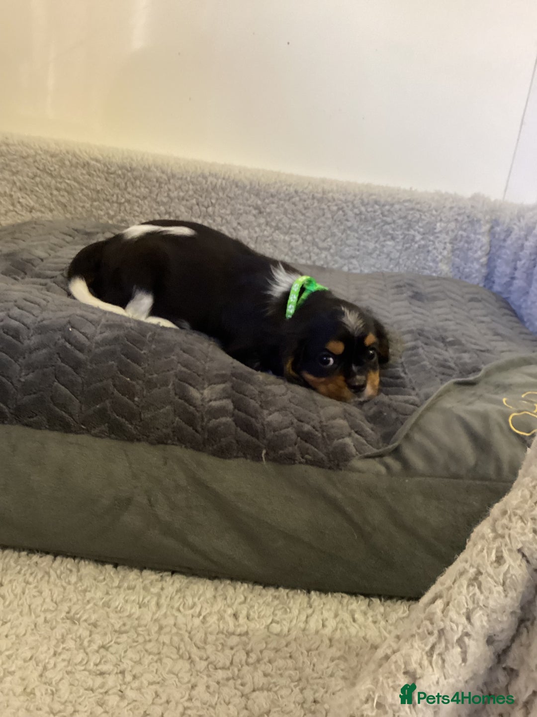 Cavalier King Charles Spaniel dogs for sale: Cavalier King Charles  - Image 14
