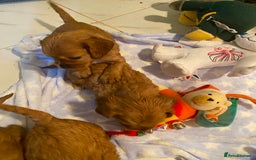 Cockalier dogs for sale: F1 fox red cockalier. girls and boys available - Image 5