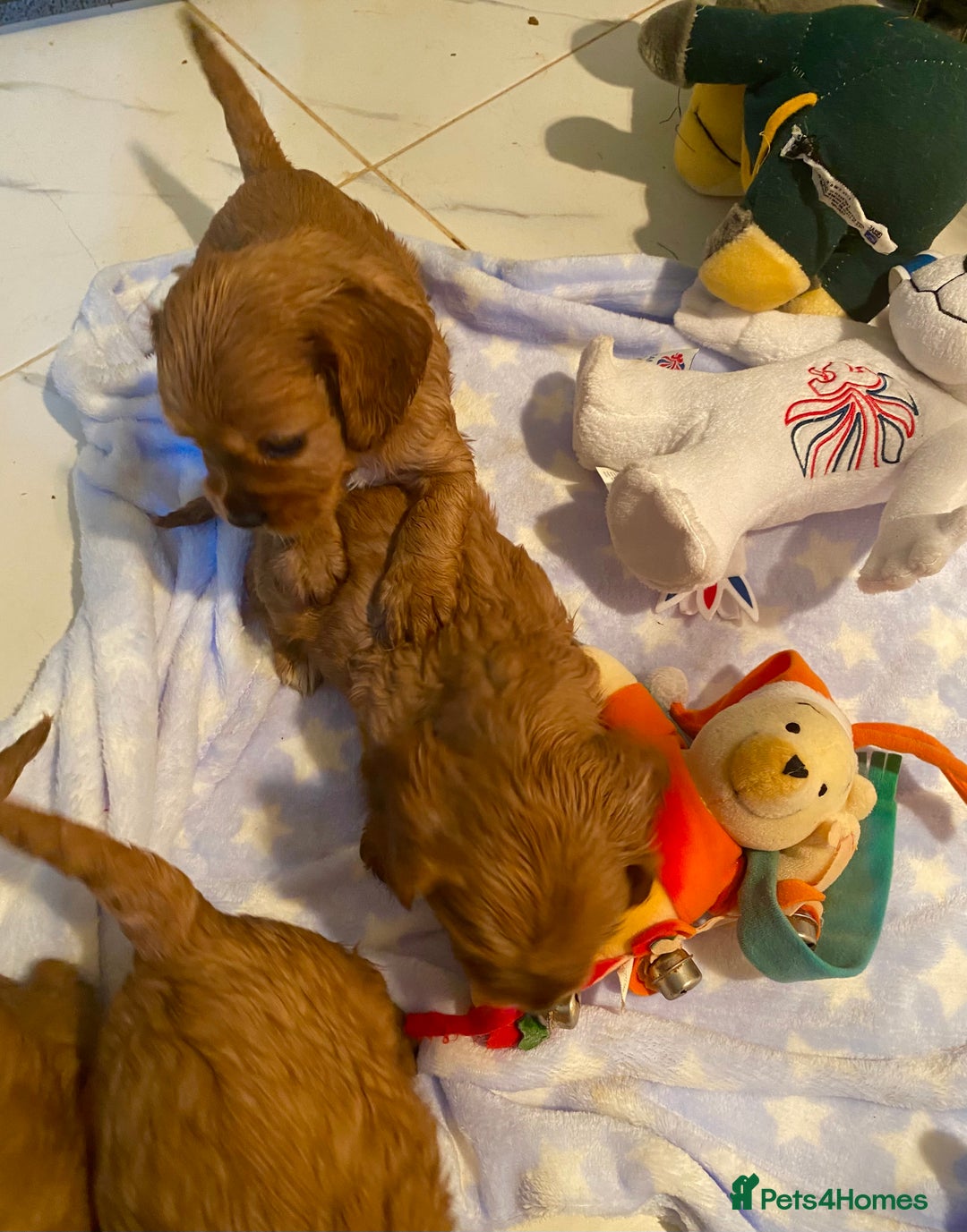 Cockalier dogs for sale: F1 fox red cockalier. girls and boys available - Image 5