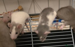 Rat rodents for sale: 5 girls and 3 boys available  - Image 3