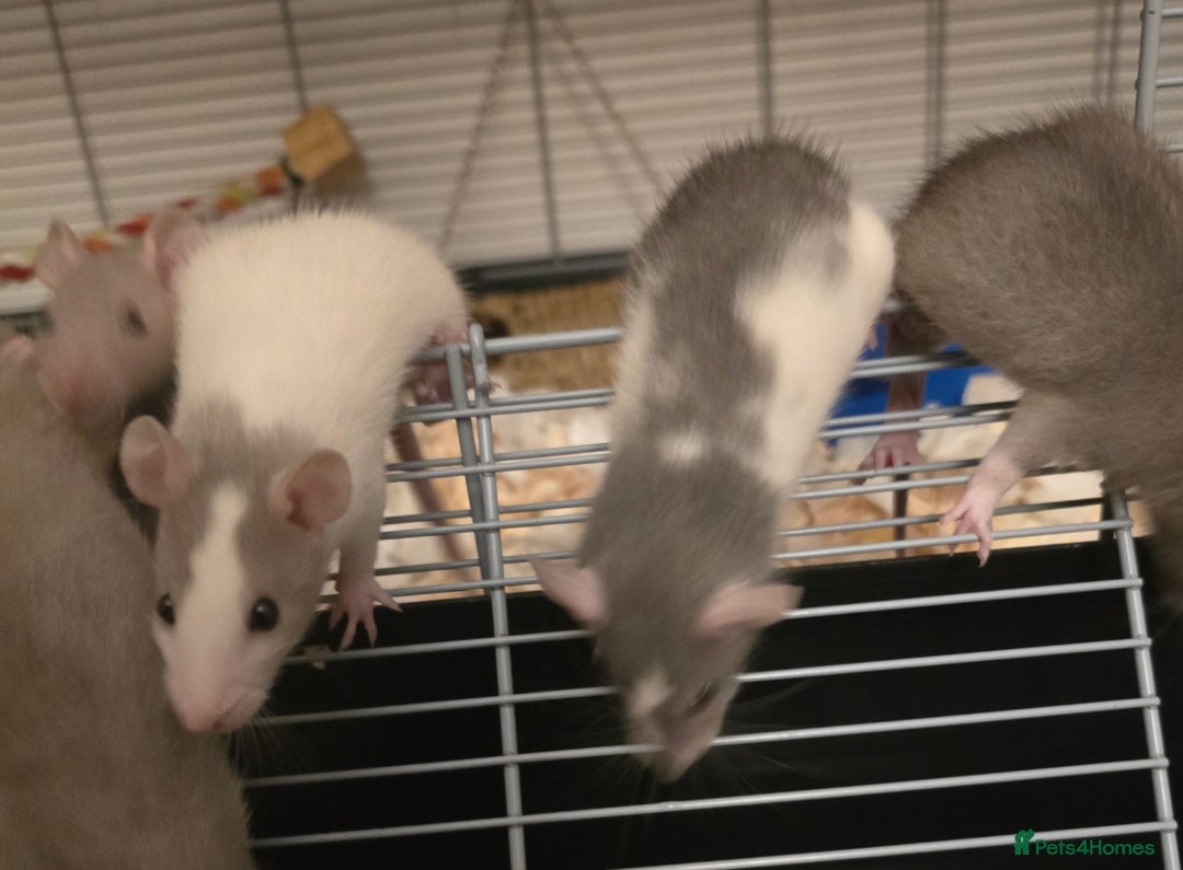 Rat rodents for sale: 5 girls and 3 boys available  - Image 3