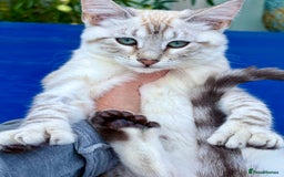 Keetso cats for sale: Stunning polydactyl snow leopard girl  - Image 3