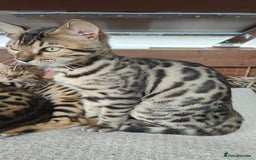 Bengal cats for sale: 1no. Female & 1no. Male Bengal Kittens available - Image 4