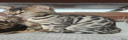 Bengal cats for sale: 1no. Female Bengal Kitten - Advert 4