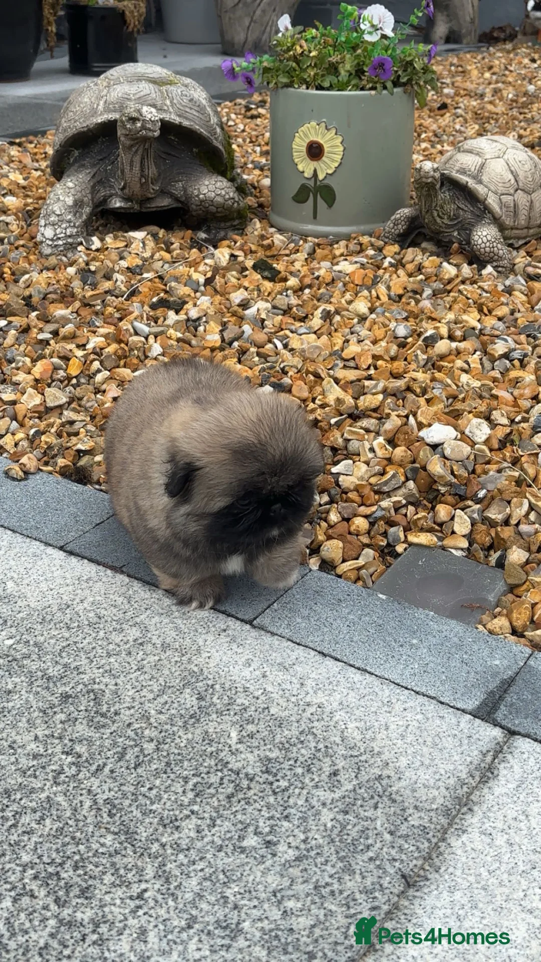 Pekingese dogs for sale: Stunning high quality Pekingese puppies KC REG  - Advert 2